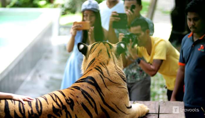 Tiger park pattaya